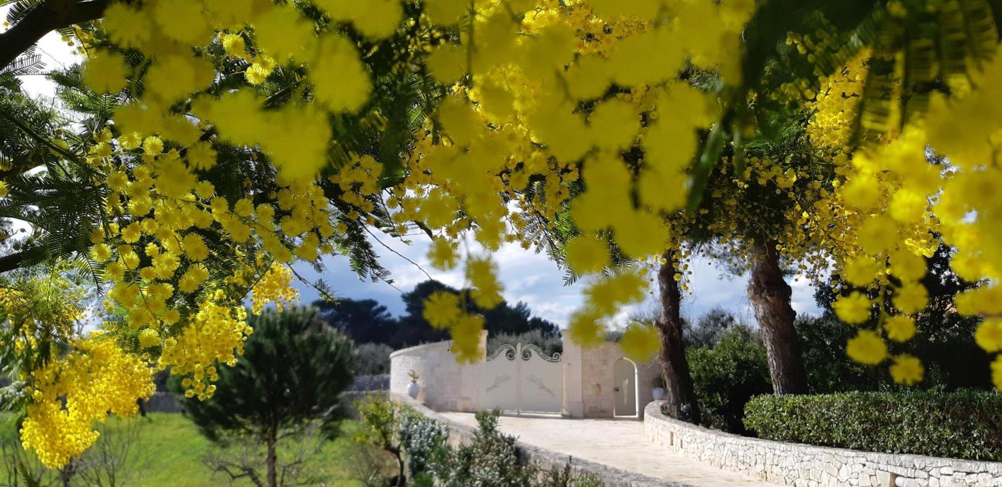 Villa Karmel Valle D'Itria Cisternino Zewnętrze zdjęcie